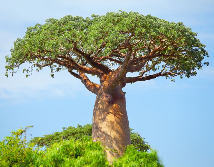 Baobab Ağacı