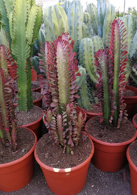 Euphorbia trigona