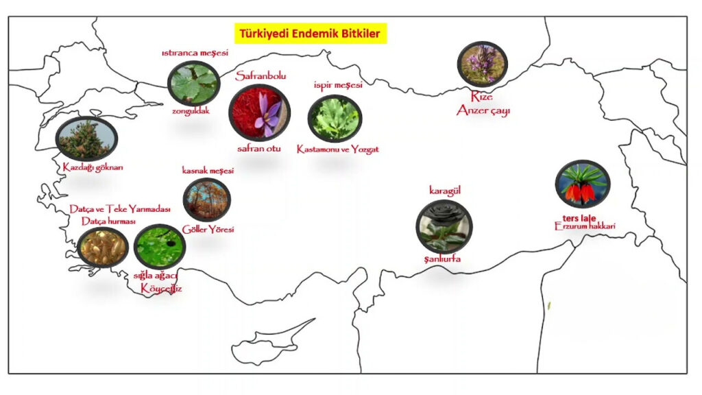 Türkiye Endemik Bitki Haritası